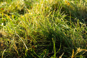 Obraz premium Winter wheat variety covered with dew drops