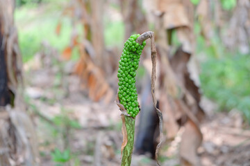 Free Spadix is inflorescence Templates - PikWizard