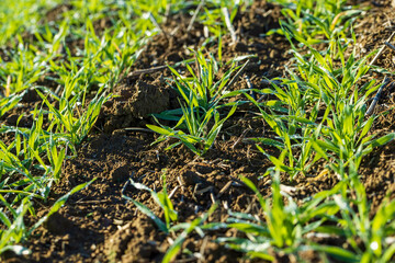Dew drops on the green grass autumn