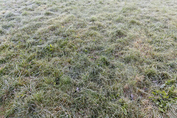 green grass in frost in the morning