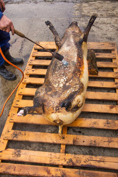 a roasted pig on a wooden pallet in Romania, 2022