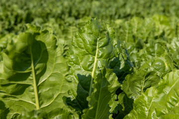 The green foliage of sweet sugar beet