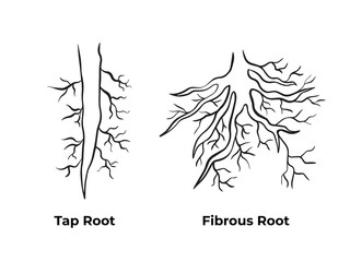 Tap root and fibrous root monochrome black and white outlined simple vector illustration isolated on plain background. Pictogram with cartoon simple art styed for biology student school book. - obrazy, fototapety, plakaty