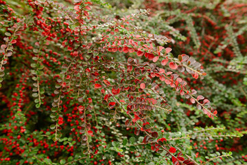 Beautiful bush with red and green leaves as background