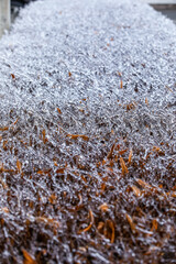 Icy bush on winter day, closeup