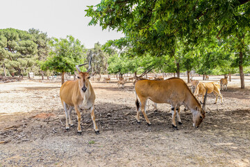Elands (Tragelaphus oryx) in zoo