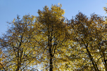 Autumn season in the park, the foliage