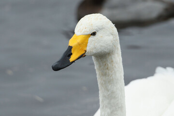 Obraz premium A head shot of a jWhooper Swan, Cygnus cygnus, swimming on a lake.