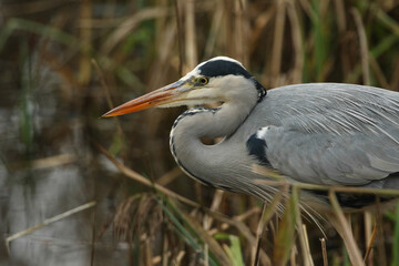 A head shot of a Grey Heron, Ardea cinerea, hunting for food in the reeds growing at the edge of a lake.