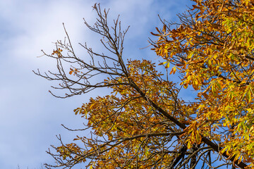 Chestnut foliage in the autumn season