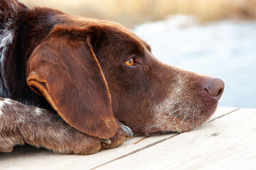 Large dog breed kurtshaari close-up. Dog nose.