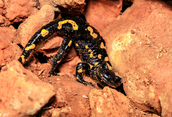 A black  and yellow salamander hides between rocks in the Salamander Cave in northern Israel.