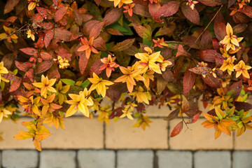 Bush with yellow leaves in autumn park, closeup