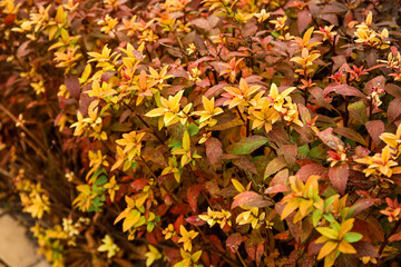 Bush with yellow leaves in autumn park, closeup