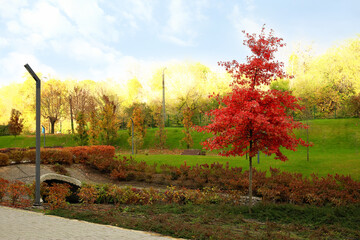 Fototapeta na wymiar View of autumn park with beautiful trees