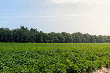 Fototapeta na wymiar An agricultural field where green potatoes grow