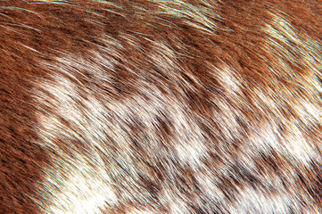Beautiful spotted fur close-up. Texture of brown animal wool. Dog fur.