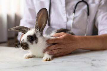 veterinarian doctor with small rabbit bunny on hands on table in office, clinic. veterinary examination of pet. checkup domestic animal. vet medicine concept. health care pet