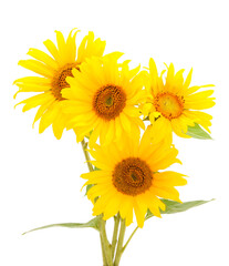 Fototapeta premium Group of yellow bright beautiful sunflower flowers.