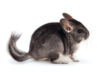 Little gray chinchilla.