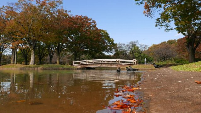 Lake in an autumn park, few crows standing in shallow near shore and splashing water by wings, bathing and cawing. Clip contains original sounds of birds and environment noises