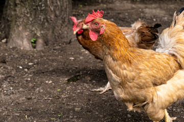 rooster in the farm