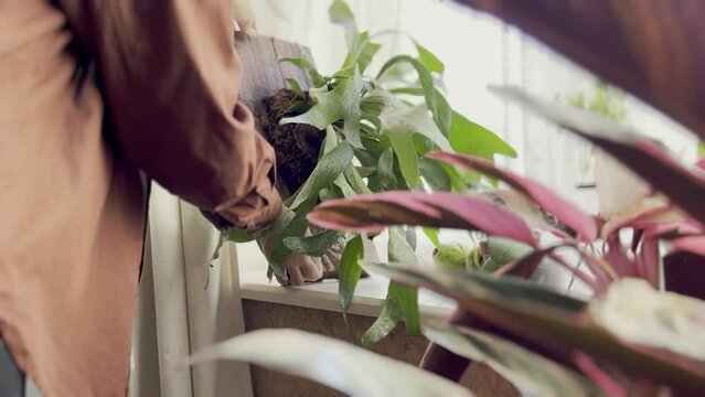 Woman Taking Care of Houseplants. Putting the Platicerium Staghorn Fern Mounted on Board on the Window Sill after Watering