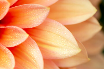 Obraz premium Background of fresh delicate yellow-orange dahlia petals with drops