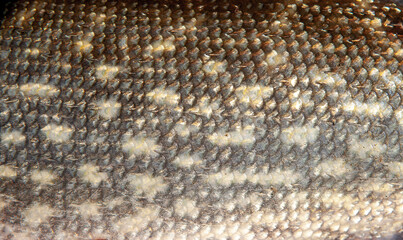 Fish scales close up. The skin of a fish as a background.