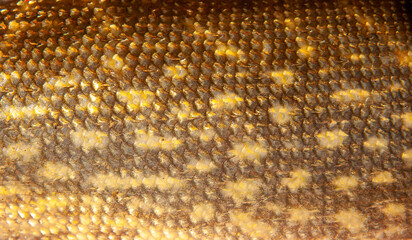 Fish scales close up. The skin of a fish as a background.