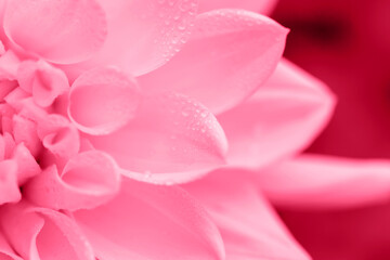 Fresh delicate magenta dahlia petals with drops