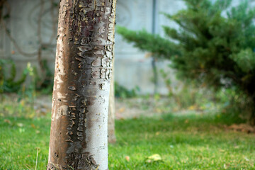Amazing tree trunk with blurred background. Bokeh effect.