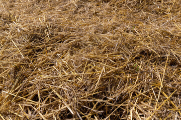 Yellow-golden straw in the field after harvesting