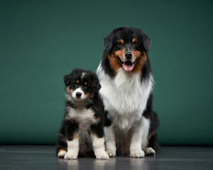 family of dogs together. Puppy and adult pet. Australian Shepherds, Aussies in the studio on a green background