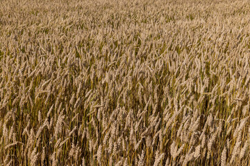 An agricultural field where wheat is grown