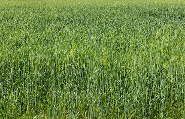 An agricultural field where green cereals grow