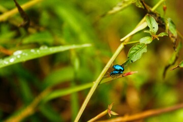 Golden Blue Beetle in Love