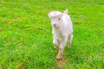 Obraz premium Goats graze in the pasture. A little goat runs along the green spring grass.
