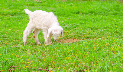Obraz premium Goats graze in the pasture. A little goat runs along the green spring grass.