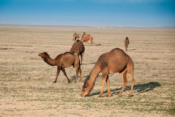 Naklejka premium Camels on the way are looking for fresh grass to eat, graze in the steppes, heat, drought, Kazakhstani steppes.
