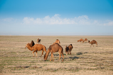 Fototapeta premium Camels on the way are looking for fresh grass to eat, graze in the steppes, heat, drought, Kazakhstani steppes.