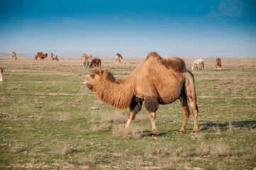 Camels on the way are looking for fresh grass to eat, graze in the steppes, heat, drought,...
