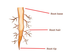 Plant root structure from root base, hair, and tip vector illustration. Struktur akar. Biology student study book themed drawing with simple flat cartoon art style isolated on plain white background. - obrazy, fototapety, plakaty