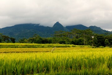 Fototapeta premium Yellow Rice Fields with Hills in the Background
