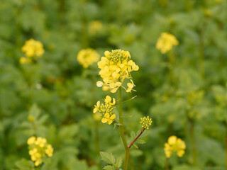 Close up on white mustard (Sinapis alba) with yellowish inflorescence, oblong sepals and obovate petals on erect stems with palmate-lobed leaves with bristly surface