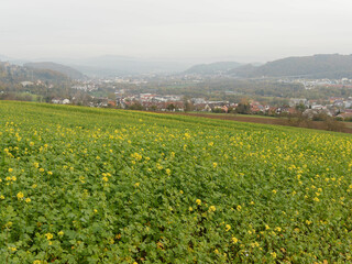 Landscape of hills with fields dotted with yellow mustards (Sinapis alba) around the town of...
