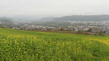 Fototapeta na wymiar Landscape of hills with fields dotted with yellow mustards (Sinapis alba) around the town of Lörrach in southwest Germany, in the valley of the Wiese