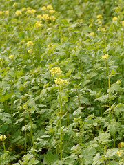 (Sinapis alba) White mustard fields with yellow flowers on erect stems with green palmate-lobed...