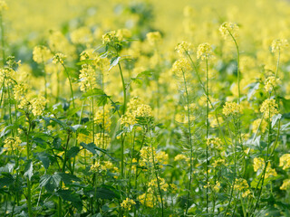 Close up on white mustard (Sinapis alba) with yellow inflorescence on erect branched stem with...