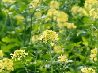 (Sinapis alba) White mustard fields with yellow flowers on erect stems with green palmate-lobed...